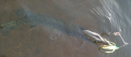 brochet 55cm