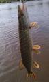 brochet 55cm